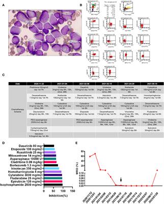 Treatment for a primary multidrug-resistant B-cell acute lymphoblastic leukemia patient carrying a SSBP2-CSF1R fusion gene: a case report